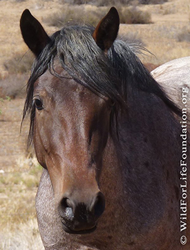 Mustangs saved by the Wild For Life Foundation